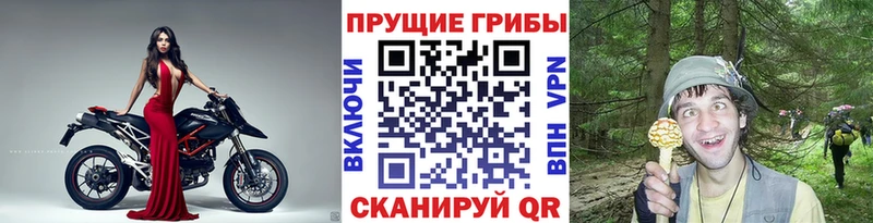 Галлюциногенные грибы Psilocybe  Купить  Черемхово 